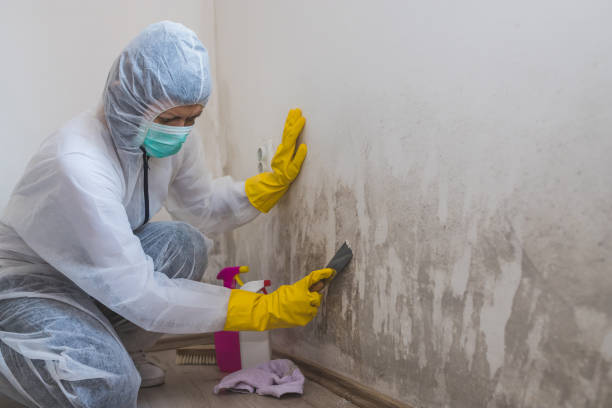 Best Mold Odor Removal Services  in Lonsdale, MN