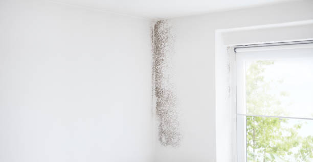 Best Biohazard Mold Removal  in Lonsdale, MN