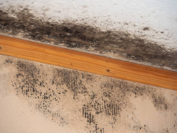 Best Real Estate Mold Inspection  in Lonsdale, MN