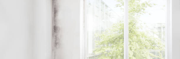 Mold Remediation for Rental Properties in Lonsdale, MN