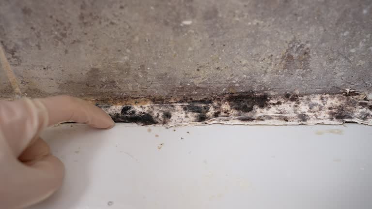 Best Environmental Consulting for Mold Prevention  in Lonsdale, MN